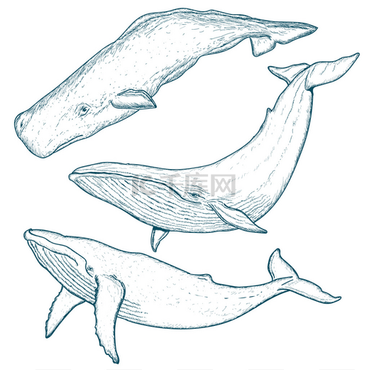 鲸鱼设置驼背鲸蓝鲸抹香鲸图片