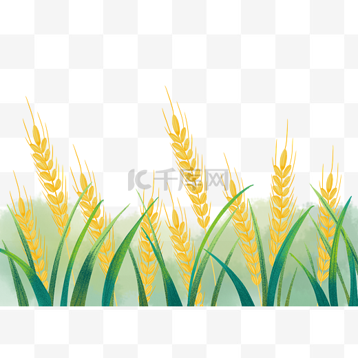 芒种节气小麦麦穗图片