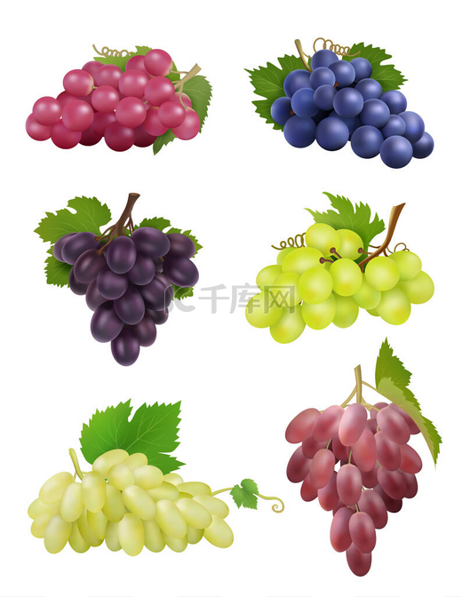 葡萄是现实的。白葡萄和黑葡萄，叶为天然植物，葡萄酒符号，载体收集图片