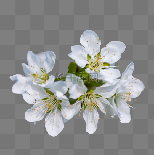 梨花春天白色花盛开图片