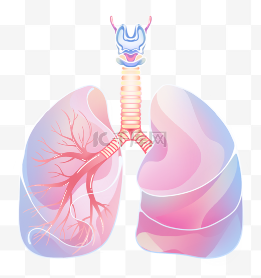 人体肺部蓝色图片