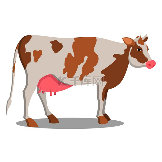 可爱的奶牛生长在农场，生产有机、美味和健康的牛奶，白色背景上孤立的卡通矢量插图。可爱的奶牛生长在农场孤立的卡通插图图片