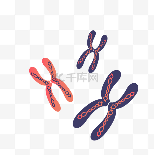 矢量染色体材料图片