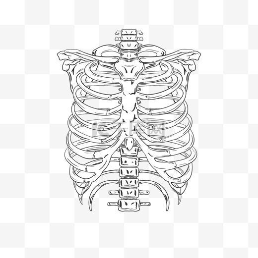 黑白线条万圣节人类肋骨图片