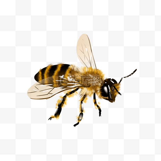 展开翅膀的蜜蜂图片