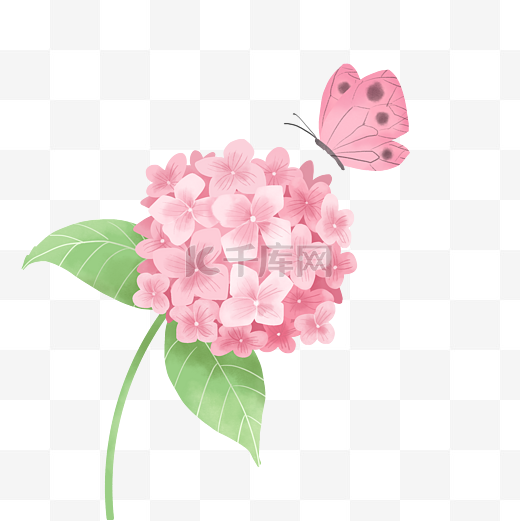 粉色绣球花和蝴蝶图片