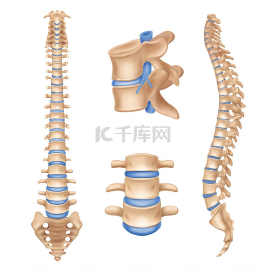 人体脊柱解剖图脊柱集逼真医学教育海报教科书白色背景图片矢量图图片