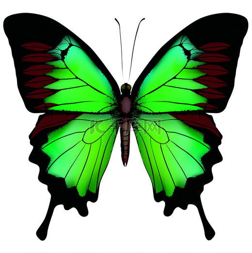 wh 上隔绝的美丽绿色蝴蝶矢量插画图片
