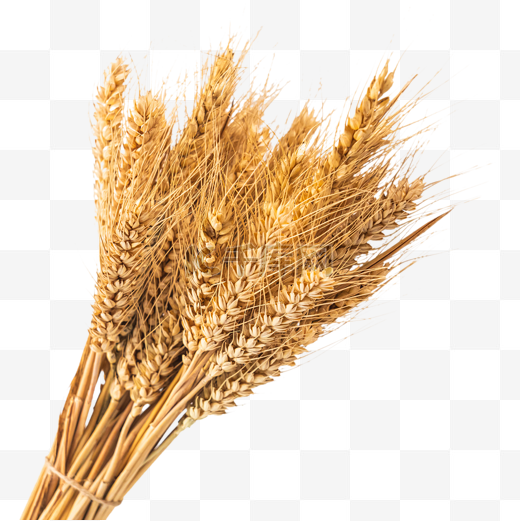 小麦麦子麦穗图片