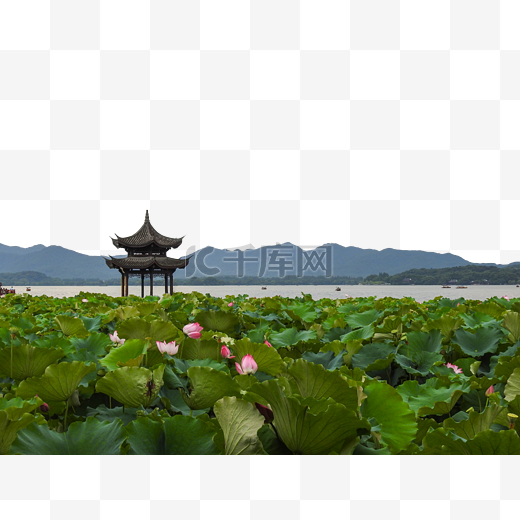 杭州西湖曲院风荷荷花图片