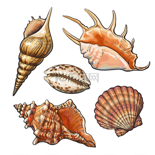 组的各种美丽海贝壳，孤立的矢量图图片