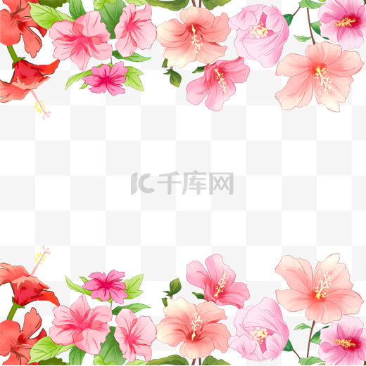 上下构图花卉木槿花图片