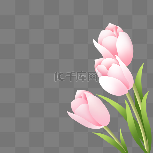 春季春天植物简约粉色花朵郁金香图片