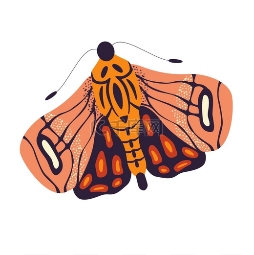 白色背景上的彩色手绘飞蛾插图。图片