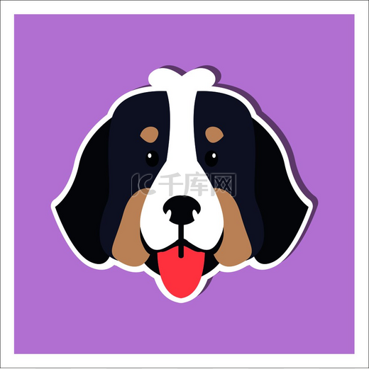 伯尔尼山犬卡通画在紫色背景上的小狗脸。图片