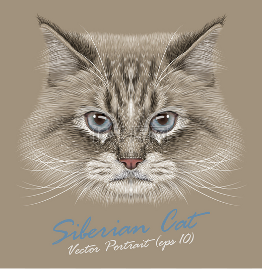 西伯利亚猫动物可爱的脸。图里奇·根瓦化装成彩点小猫头肖像。在米色背景上孤立的西伯利亚蓝眼睛小猫的现实毛皮画像.图片