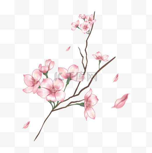 粉色樱花树枝花朵水彩图片