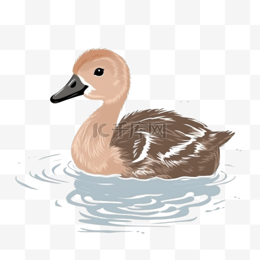 手绘插画风水中游泳的鸭子图片