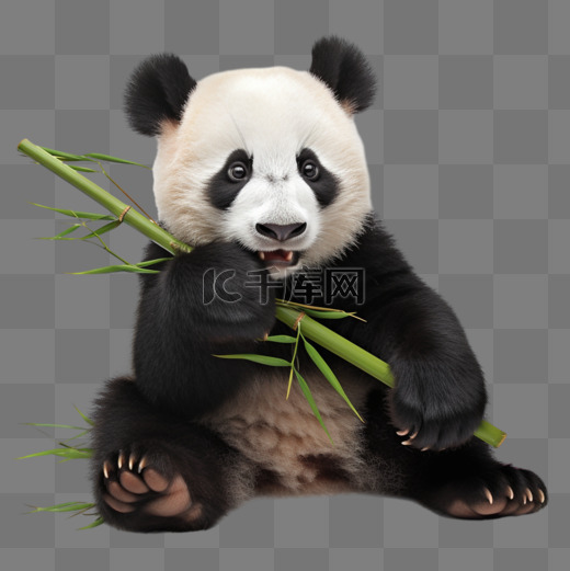 卡通扁平可爱熊猫吃竹子图片