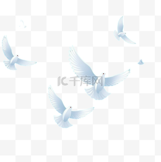 蓝天白鸟为背景鸽子图片