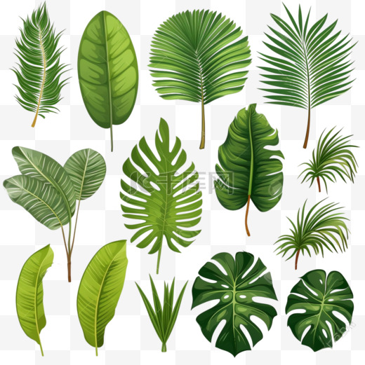 白色背景下分离的不同绿色热带棕榈叶的向量集图片
