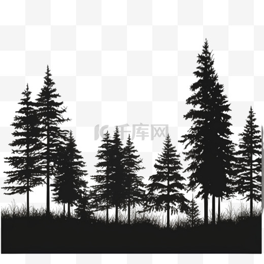 松林的剪影，白色上有高大的常青树图片