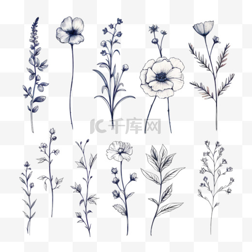 花卉线条艺术植物水彩最小插图集图片