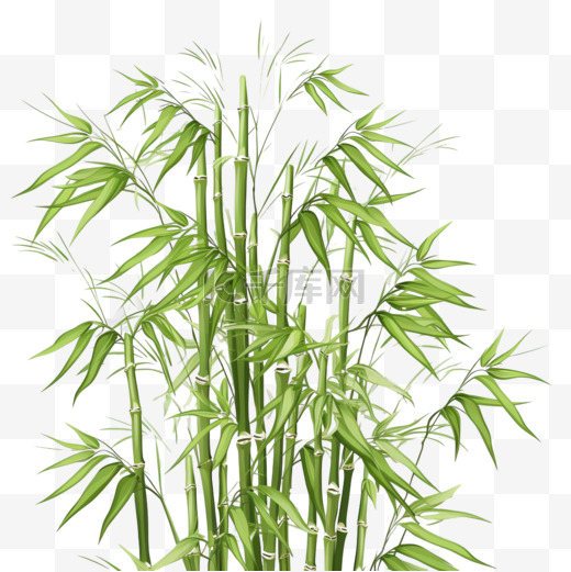 绿色天然热带植物背景，竹茎和竹叶，写实风格插图图片
