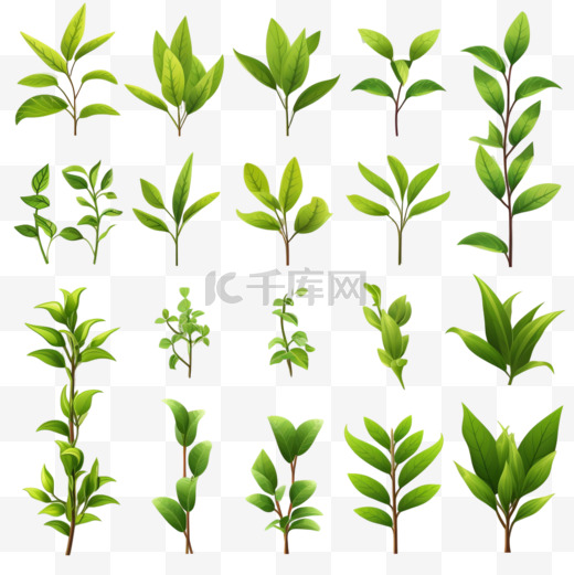 一套逼真的绿茶叶和芽，孤立在白色背景上。一枝绿茶，一片茶叶。矢量图解图片