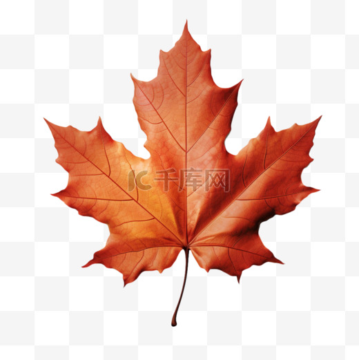 秋天枯叶枫叶写实AI元素装饰图案图片
