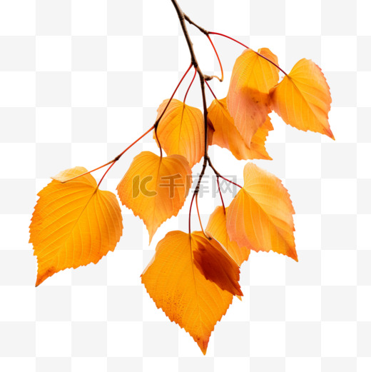 秋天的树叶黄了秋叶图片