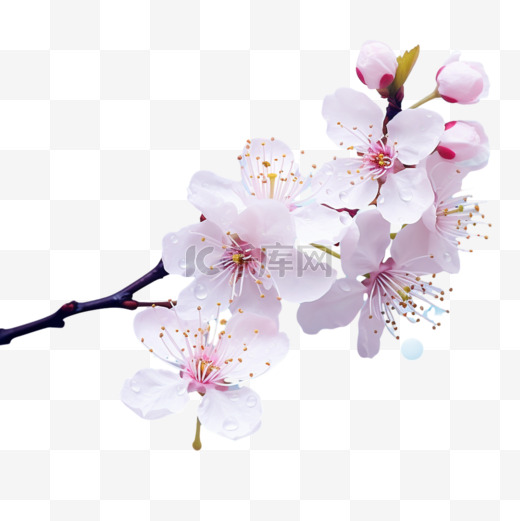 春季促销，樱花以蓝色波克为背景向量设计图片