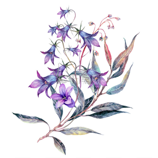 水彩缤纷的野花花束,古色古香.梅朵花在白色上被隔离的植物图解。手绘Boho婚纱装饰。蓝铃叶.图片