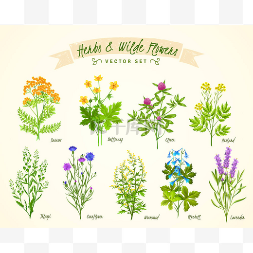 草药和野生花卉背景设置图片