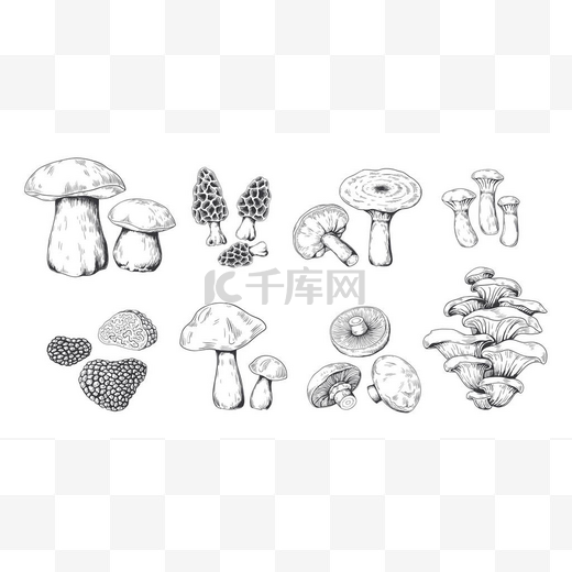 手绘蘑菇。波西尼波托贝洛真菌多卢松露和牡蛎蘑菇的复古素描。矢量涂鸦集图片