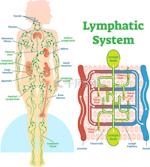 淋巴系统解剖向量图解, 教育医疗方案.图片