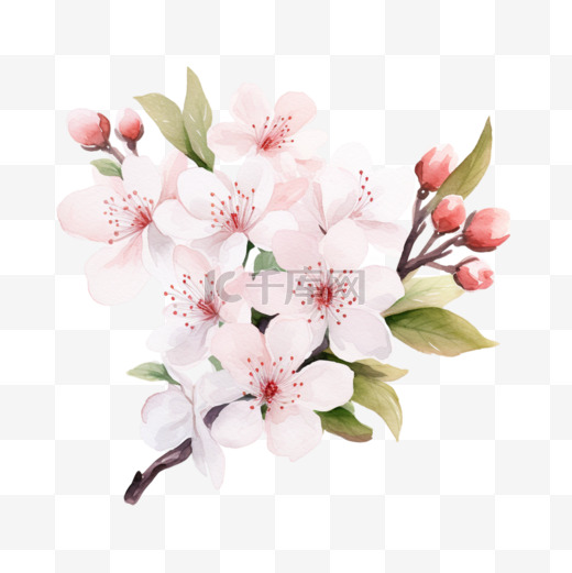 春天的象征水彩画白色背景上的樱花枝图案天然化妆品香水女士用品明信片婚礼邀请函春天的横幅图片