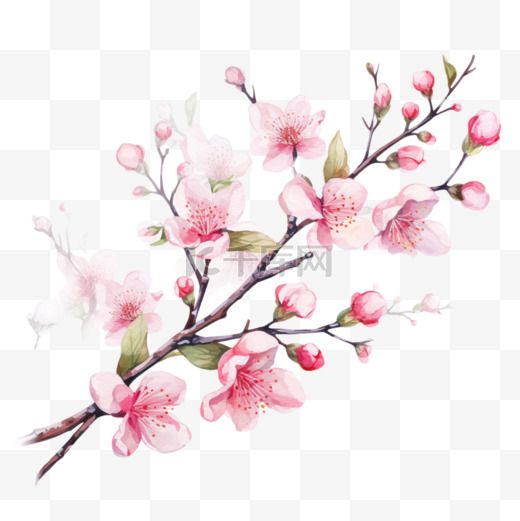 春天的象征水彩画白色背景上的樱花枝图案天然化妆品香水女士用品明信片婚礼邀请函春天的横幅图片