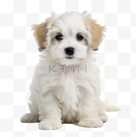 一只可爱的白色马尔济斯宠物幼犬图片