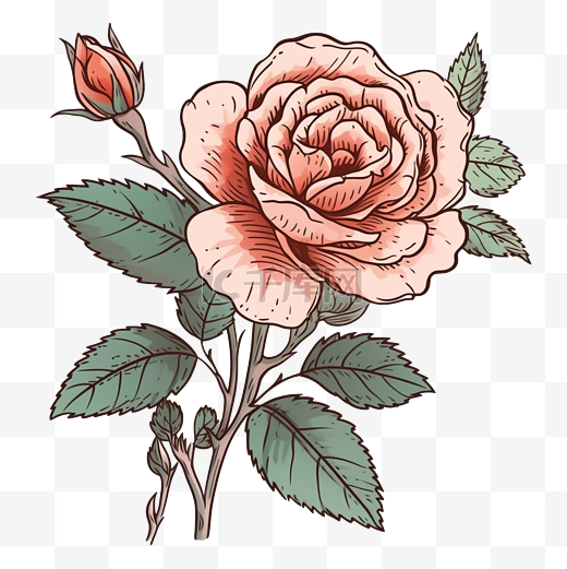 玫瑰粉色图案图片