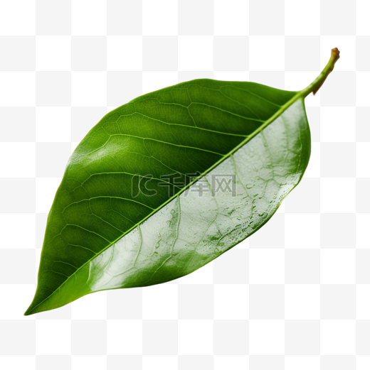茶叶树叶植物透明图片