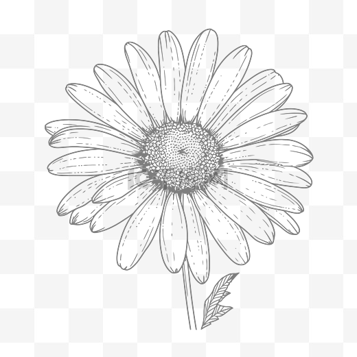 单雏菊轮廓素描的黑白水墨插图 向量图片