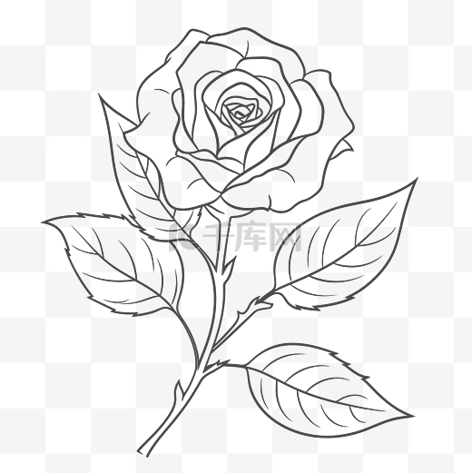 带叶子的玫瑰是用黑白着色页绘制的轮廓草图 向量图片