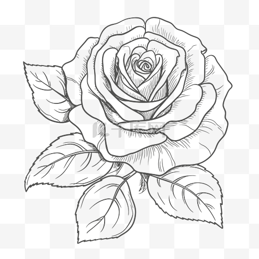 玫瑰与叶子的插图，用于着色轮廓素描 向量图片