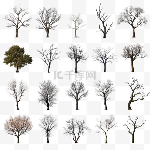 收集没有叶子的树隔离png文件图片