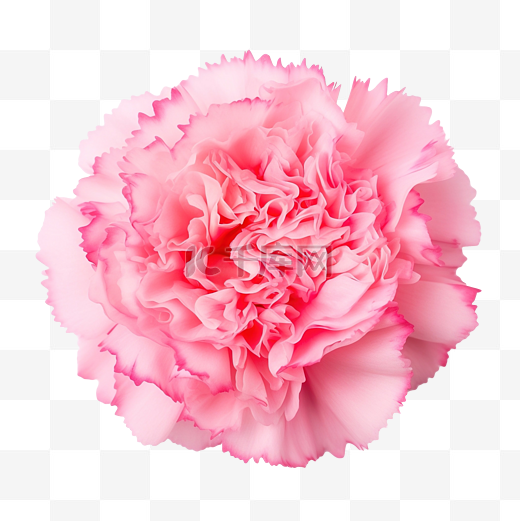 粉紅色的康乃馨花图片