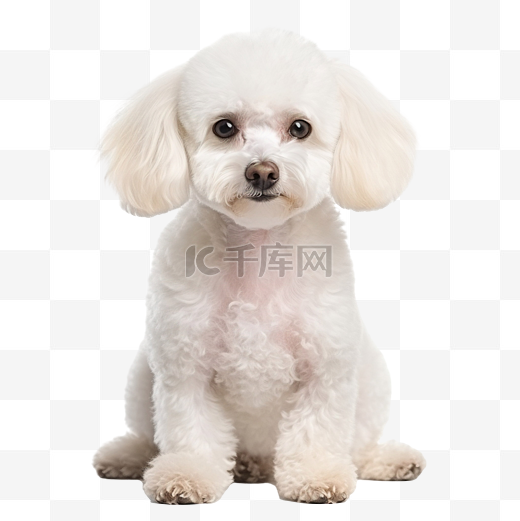 白色提示贵宾犬 狗 动物图片