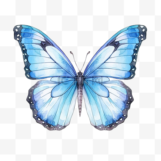 水彩画的明亮的蝴蝶与蓝色翅膀形态蝴蝶隔离在白色背景图片