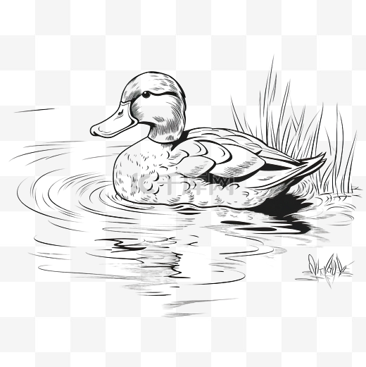 鸭子在水上线条艺术图片