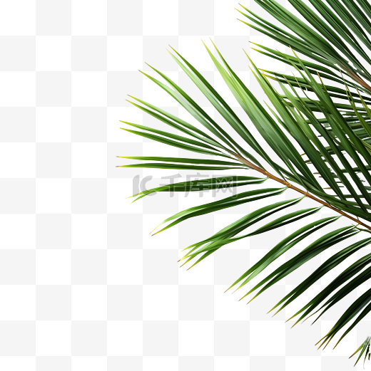 夏季椰子棕榈树叶角装饰图片